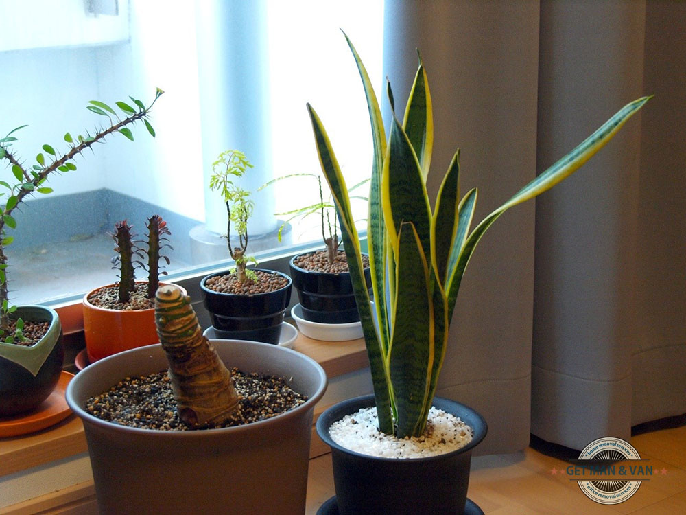 Home plants in pots